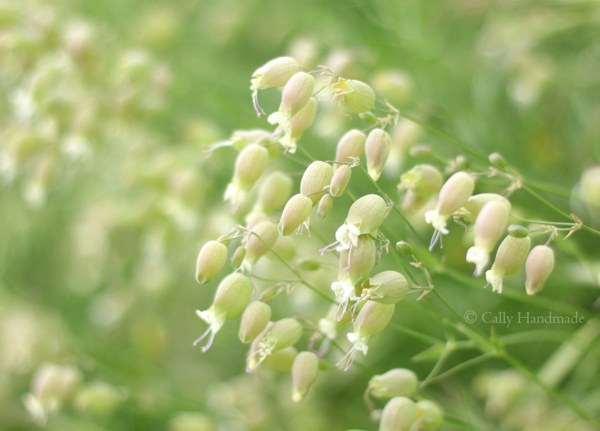 CallyHandmade's tweet photo. 🔔Entendez-vous ces clochettes qui carillonnent ?🌿

#clochettes #bells #nature #naturelovers #plantes #plants #printemps #spring #photographie #photography #livethelittlethings #darlingmovement  #littlethingsinlife #tinyflowers #flowers  #plantlady #inspiredbyflowers #botanical https://t.co/O8LT6EmDZV