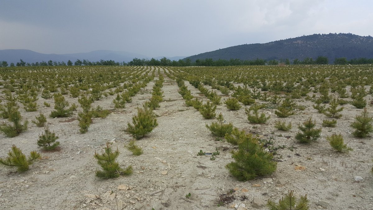 ibrahim yüzer tweet media