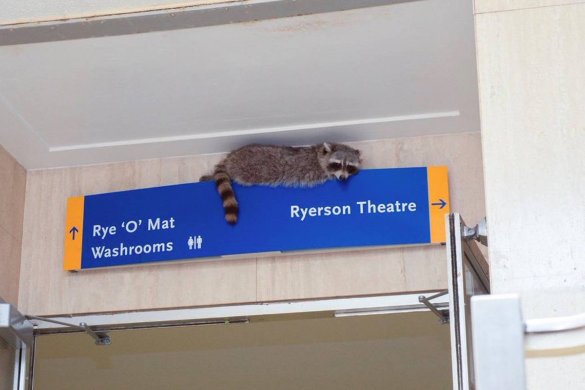 A #Toronto raccoon shut down a #Ryerson swimming pool  bit.ly/2G2zZsI