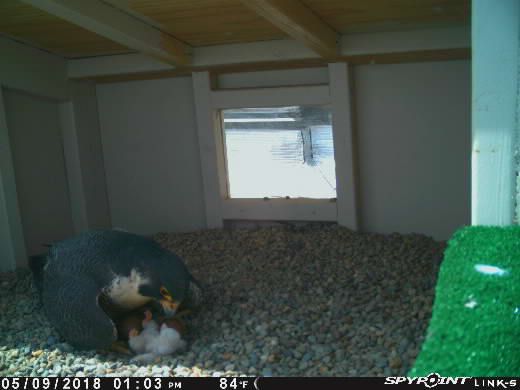 Lima #PeregrineFalcon Update: We Have a Falcon Baby! The nestling looks in good shape and Majesty seems to be doing very well keeping it protected. The remaining eggs should continue to hatch over the next few days: wildohio.gov/falconcam #wildohio #falconcam