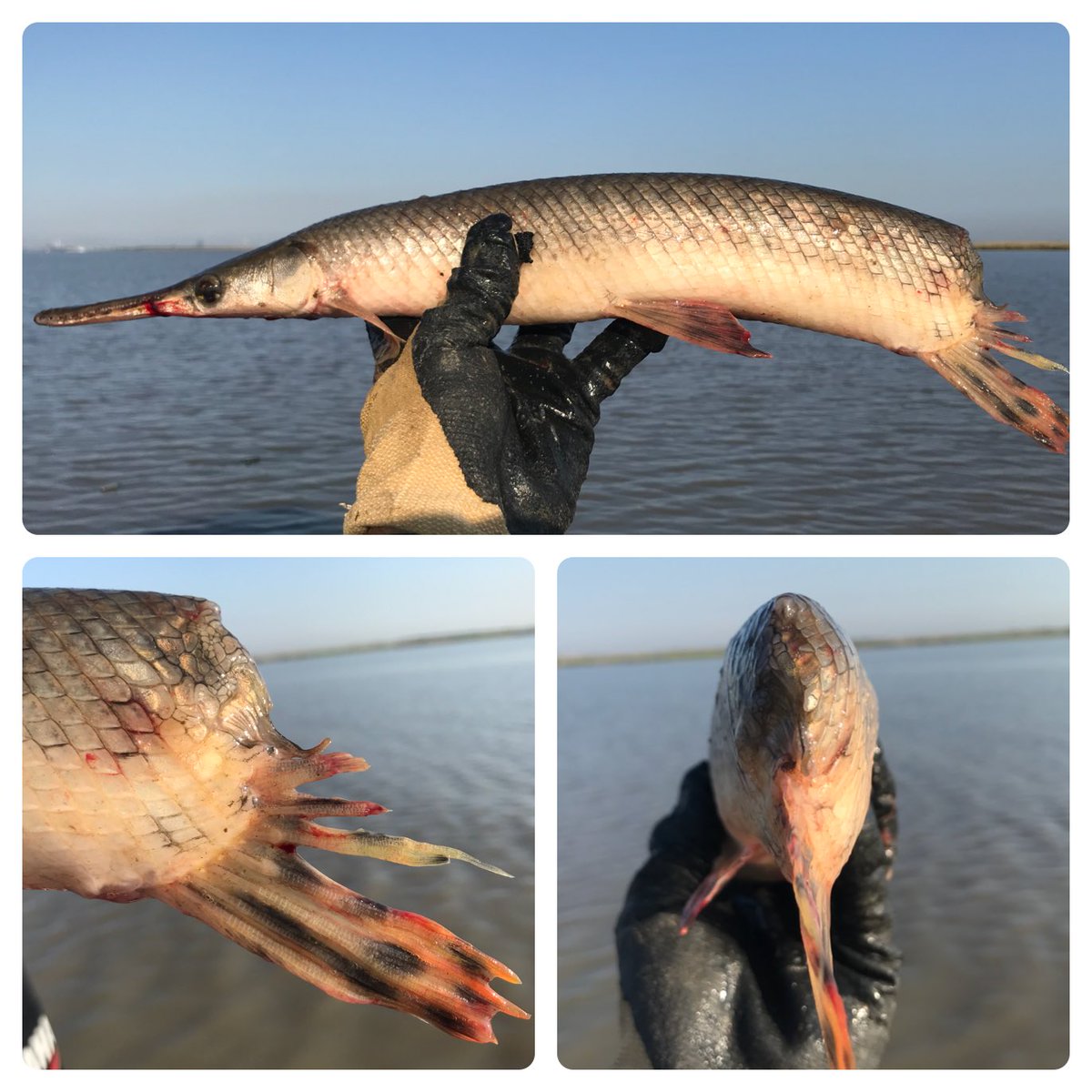 TexasSharks_JD's tweet photo. The little Spotted Gar that could!! Lost a chunk of its back end... so it adapted healed up, and kept swimming!! Released with flailing gusto after providing some data! #Loculatus #fishadaptation #nevergiveup https://t.co/CUYp4ISpyt