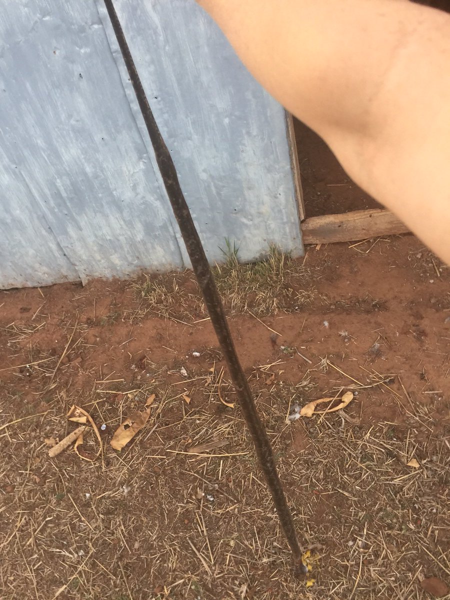 Ellison_farms's tweet photo. Mrs. Ellison got her a snake last night in the chicken coop. Takin care of business https://t.co/HdjpcYvEhP