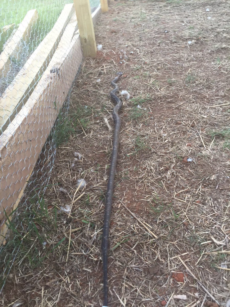 Ellison_farms's tweet photo. Mrs. Ellison got her a snake last night in the chicken coop. Takin care of business https://t.co/HdjpcYvEhP