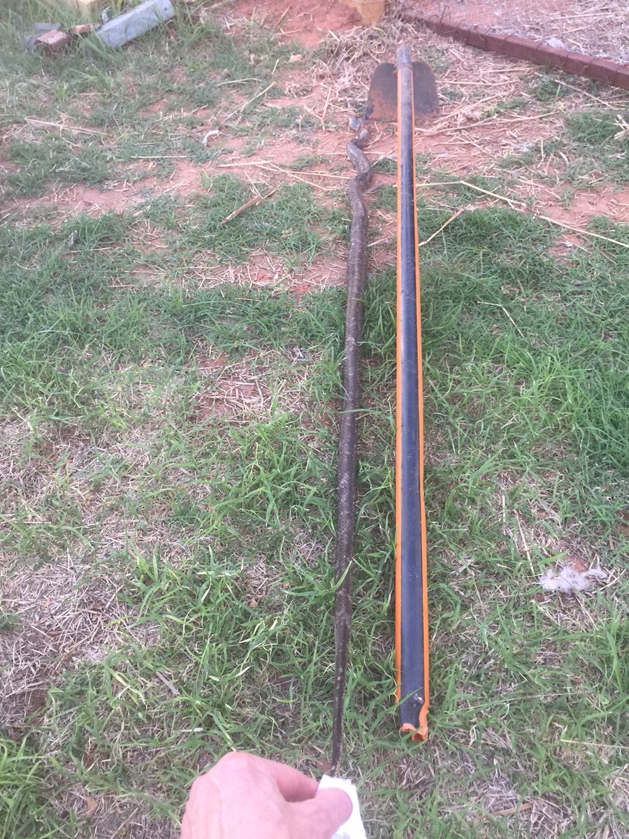 Ellison_farms's tweet photo. Mrs. Ellison got her a snake last night in the chicken coop. Takin care of business https://t.co/HdjpcYvEhP