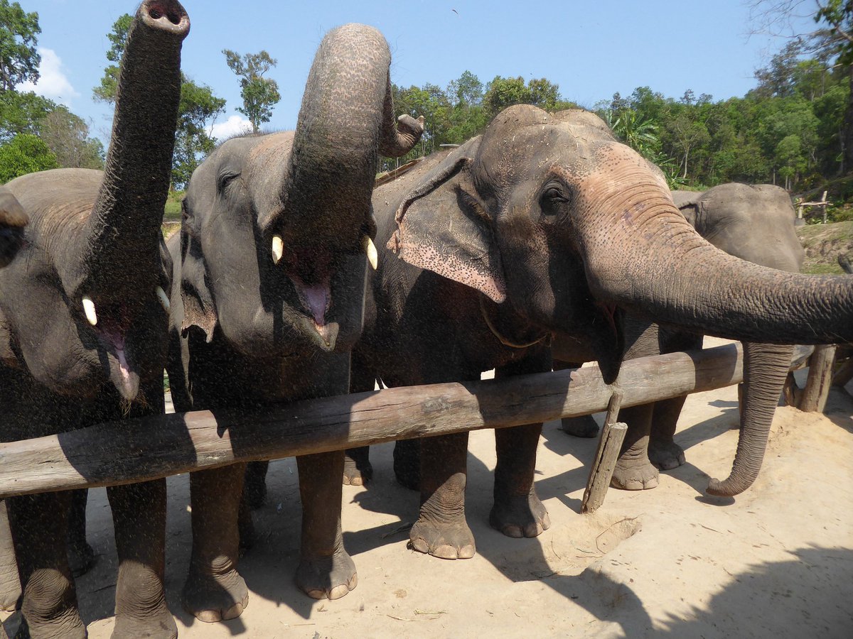 ourbigplanet's tweet photo. Our latest travel story takes us to Northern Thailand, and amongst other things, to the Chiang Mai Elephant Sanctuary. There are lots more pictures in the travel story. If you like elephants then check it out! https://t.co/KqyCTGOcXw https://t.co/QrpyX1eahy
