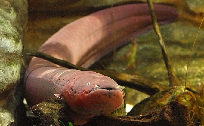 ট ইট র Ignacio Crespo Los Electrocitos De La Anguila Electrica Pueden Descargar 600 Voltios Durante 1 Min Aunque Tambien Puede Producir Descargas De Bajo Voltaje 10v Para Comunicarse O Detectar Presas Pd No