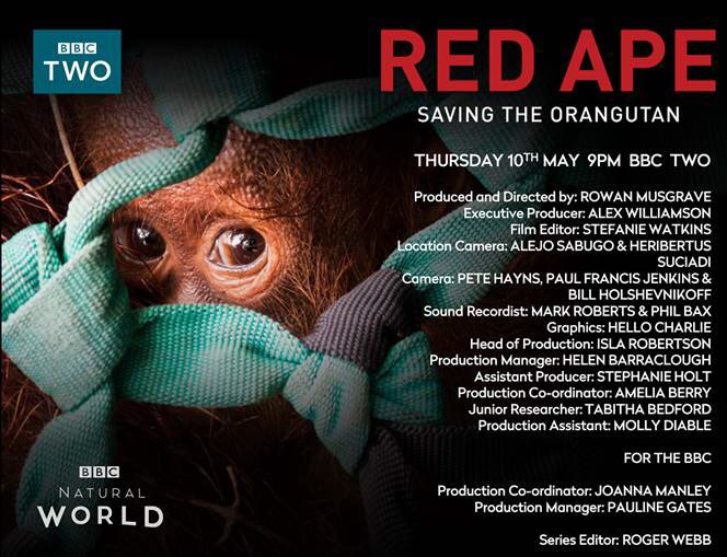 Webbloe's tweet photo. An important and powerful film, tonight at 9 on @BBCTwo made by the talented @offspringfilms thanks to @IAR_updates and their incredible team in Borneo #redape https://t.co/aMWffKpsD0