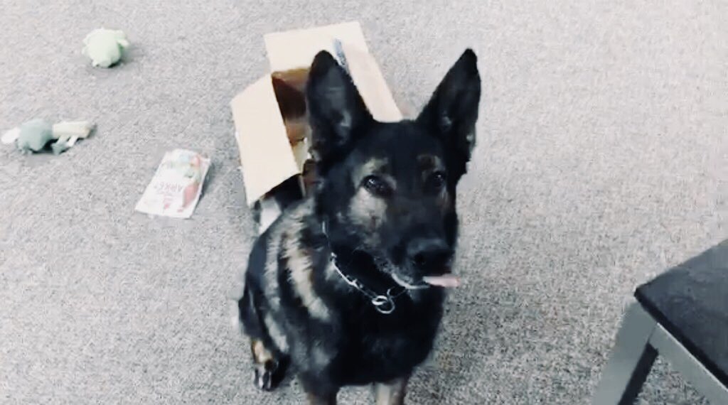 CraigmylesMob's tweet photo. Hey You! Yeah You! It’s I’m #K9Lor and it’s #5000 By Friday. Well, what are you waiting for get out there and follow my dad @Craigmyle_Lor oh and than Please RT when done.
@LivePdFantasyLG @LivePdBlueLine @LadiesOfLivePD @Sgt_LarkinsGang @EstesEntourage https://t.co/yKSerRunen