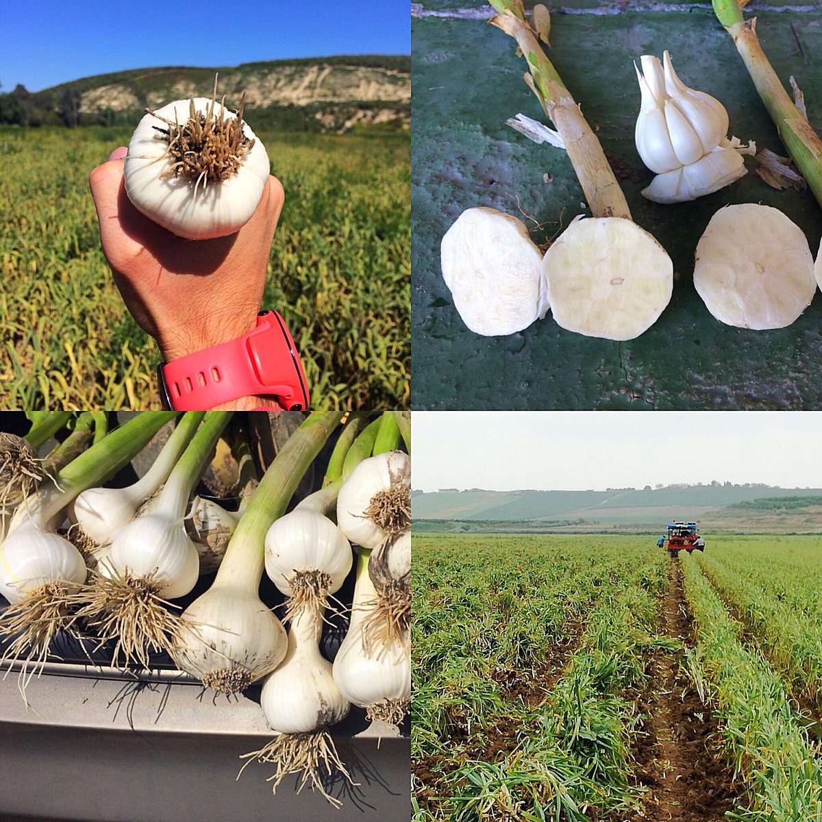OneGarlic's tweet photo. #FelizJueves @OneGarlic da por comenzada la #campaña2018 #ajos #garlic #springblanco https://t.co/LFNiuML3Tp