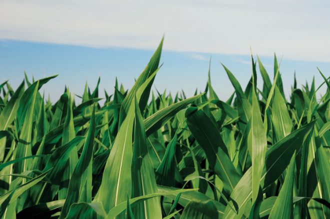 ILPartners's tweet photo. Author Joanie Stiers explains the importance of #exports and trade to Illinois farm families: https://t.co/QMWZdIN5EW #agchat https://t.co/VkR2kmodPE