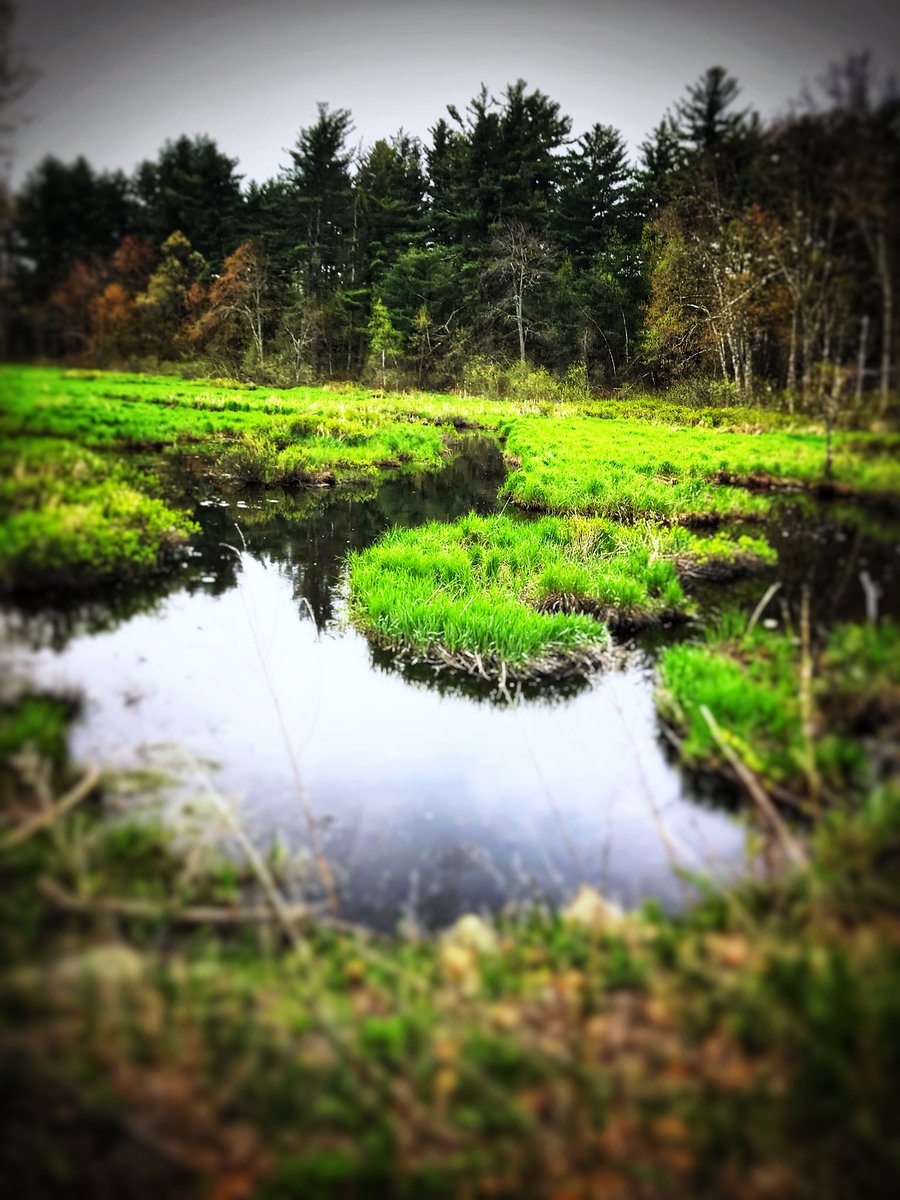 JessicaDReady's tweet image. More pictures today when I walked towards Pepperell