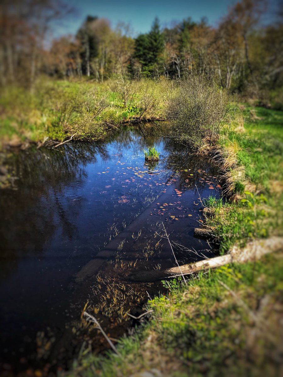 JessicaDReady's tweet image. More pictures today when I walked towards Pepperell