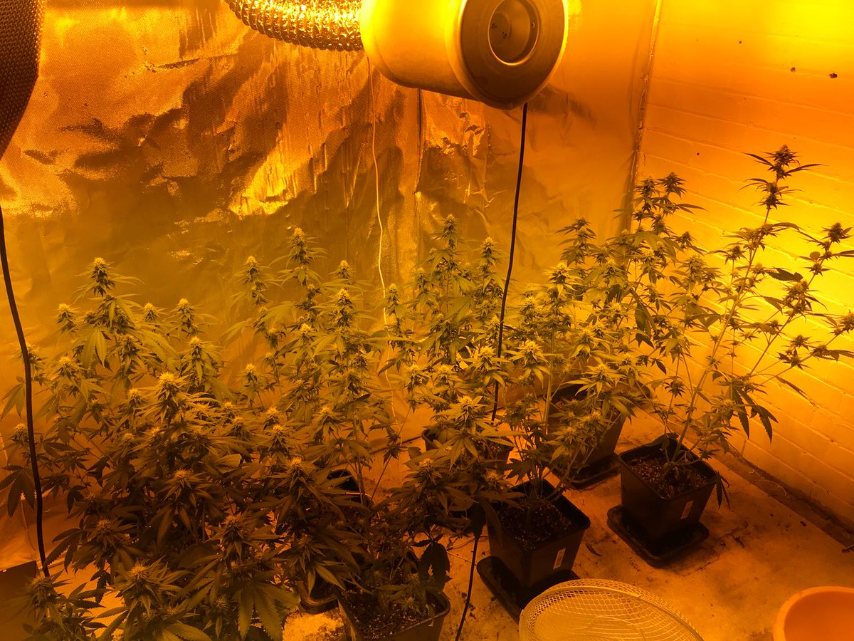 MPSBarnet's tweet photo. #CrimeReductionUnit whilst searching an address for a wanted male in #Cambridgeshire officers find a cannabis factory in an outbuilding. Enquries are on-going to locate the suspect. https://t.co/2KlTxGCJ5e