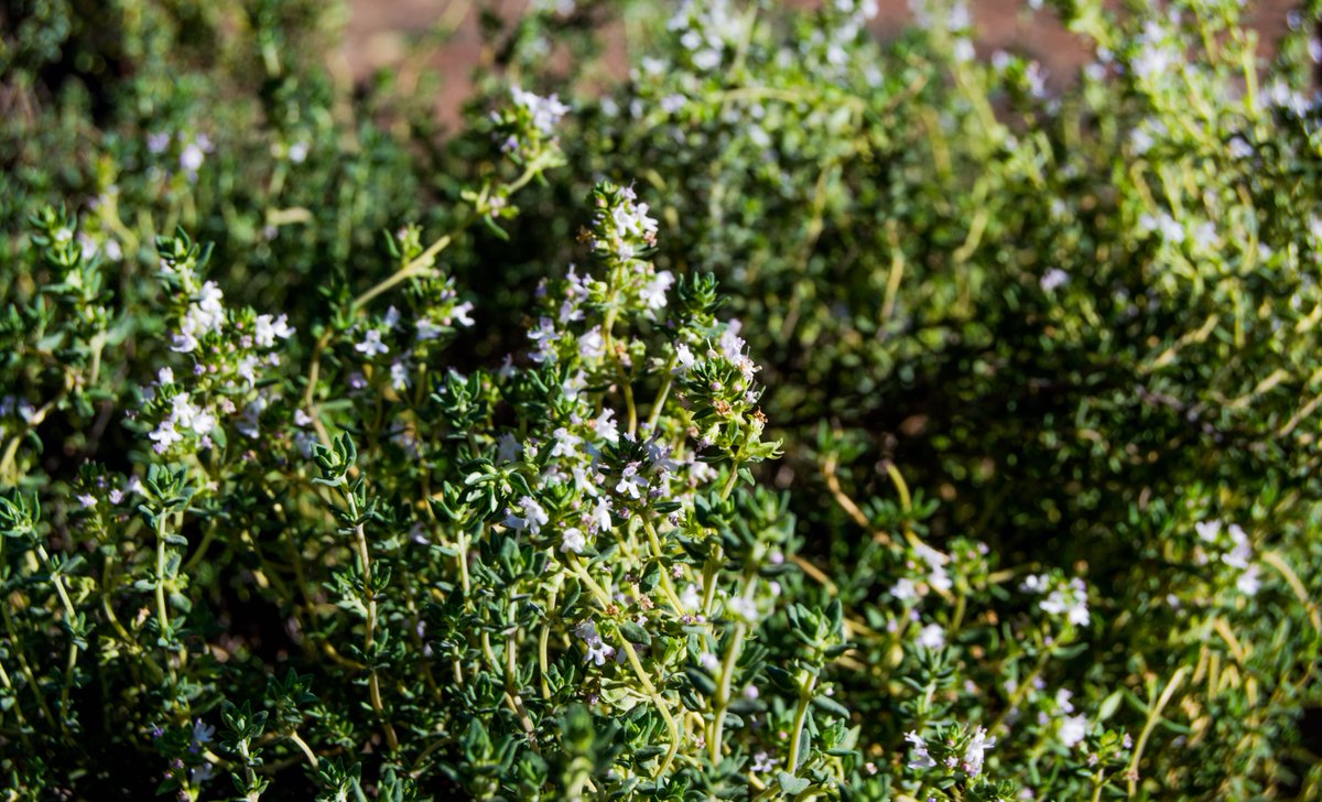#tbt Thyme in spring. Beautiful delicate pink edible flowers. One of the herbs I cannot do without in my kitchen. 

#thyme #herbs #design #landscapedesign #beautifulandedible #culinary #gastronomia #potager #urban #motherofthetribe #containergarden #patiogarden #patiodesign