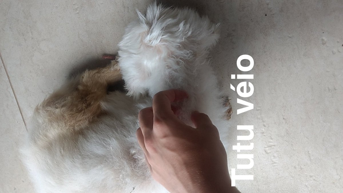 gionedis_'s tweet photo. Obrigado por esses quase 16 anos ao meu lado. Você sempre foi um guerreiro, adeus meu amigo, vai fazer muita falta ♥️😥 https://t.co/5MtiAx9ZWN