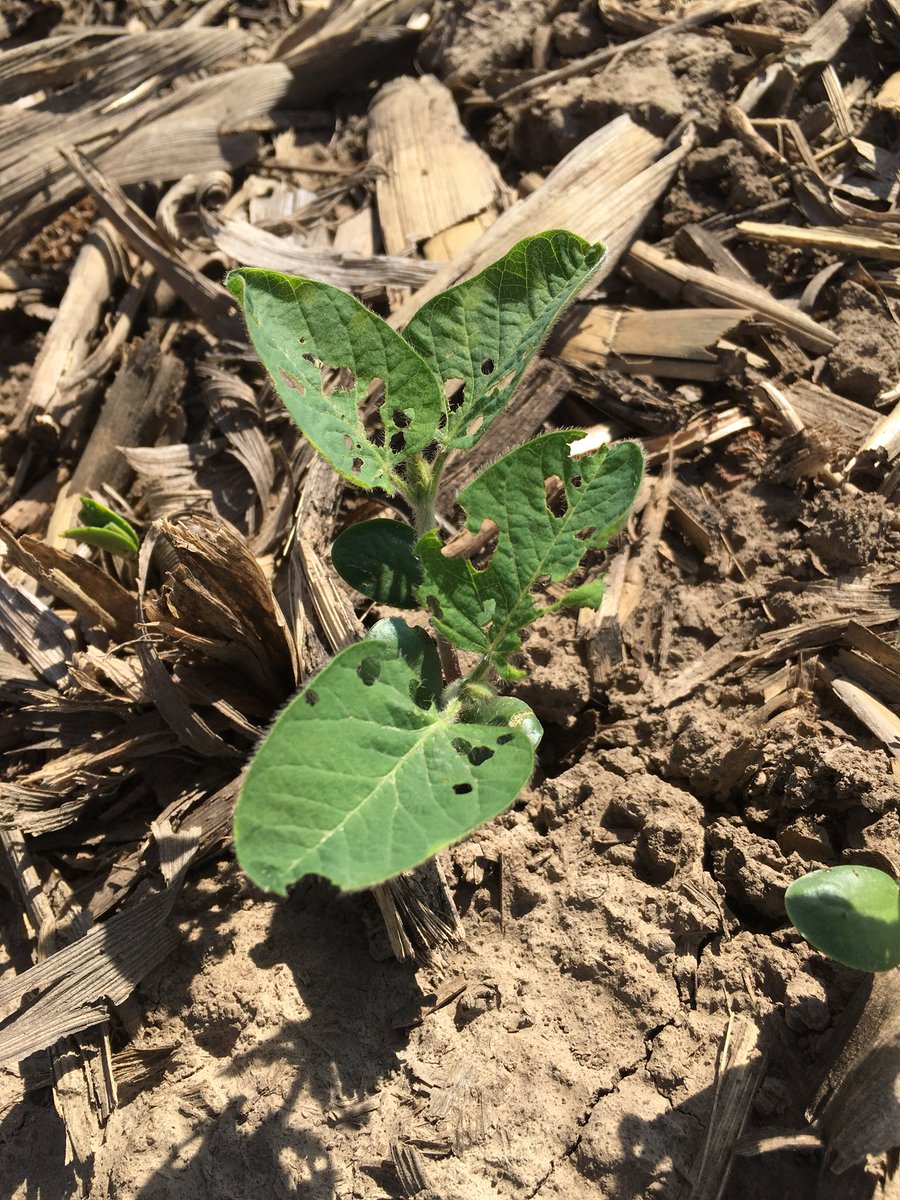 KyleMcClelland1's tweet photo. Bean Leaf Beetles have found the fungicide only soybeans.  Next row over with IST...no visible feeding.  F and I at a minimum is still a no brainer.  @BRANDT_co https://t.co/OMJjHCNPFz