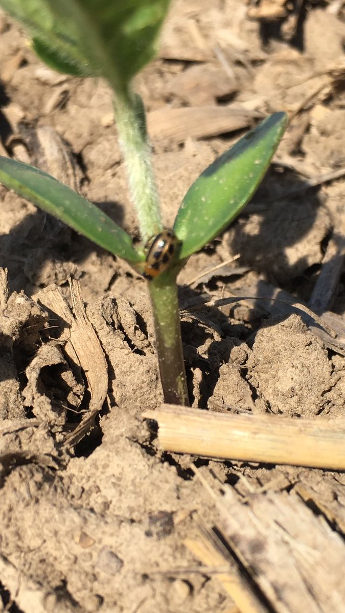 KyleMcClelland1's tweet photo. Bean Leaf Beetles have found the fungicide only soybeans.  Next row over with IST...no visible feeding.  F and I at a minimum is still a no brainer.  @BRANDT_co https://t.co/OMJjHCNPFz