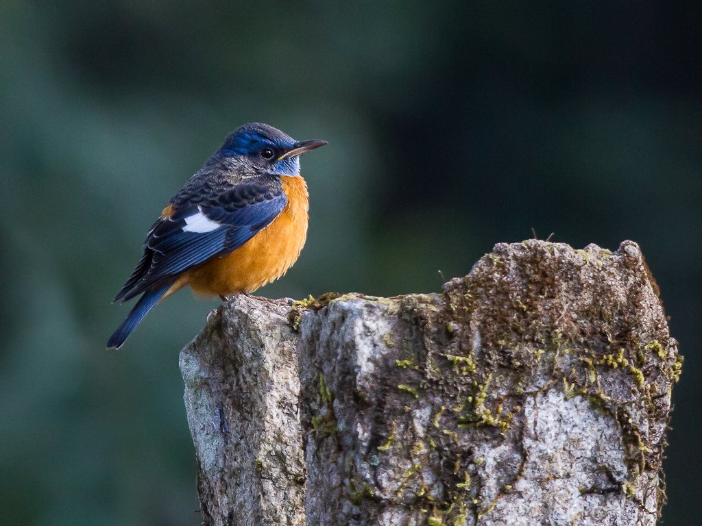 thejennabird's tweet photo. #BirdoftheDay is it a Bluebird? No! It's a Blue-capped Rock Thrush. Its similarity to bluebirds is entirely coincidental. Bluebirds are thrushes, and Rock Thrushes are flycatcher chats, and Yellow-breasted chats are... wood-warblers maybe?

[Photos (c) Ram Mallya and Ian Brookes] https://t.co/TAellM7VbJ