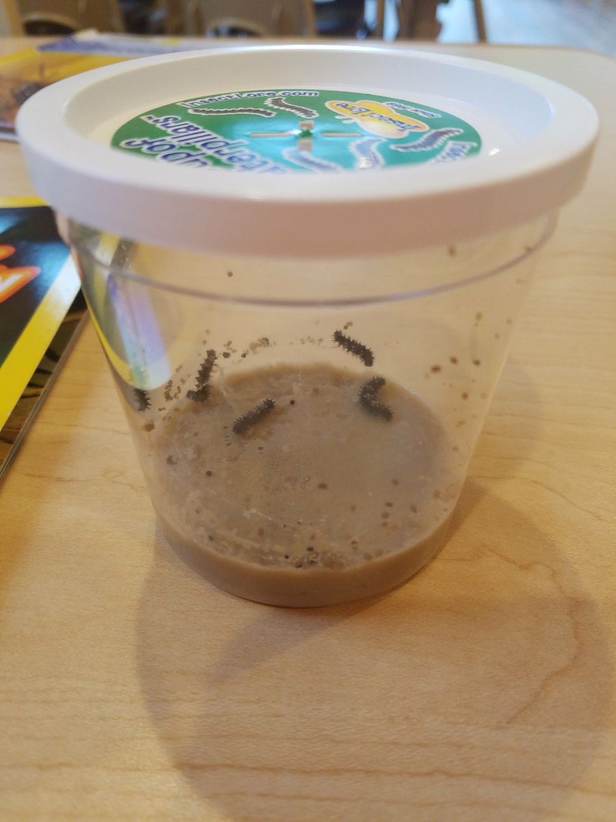 LCSH_Childcare's tweet image. Our live caterpillars have arrived safely #needham #brookline #lcsh #littlecornerschoolhouse #daycare #childcare #prek #preschool #toddler #infantcare