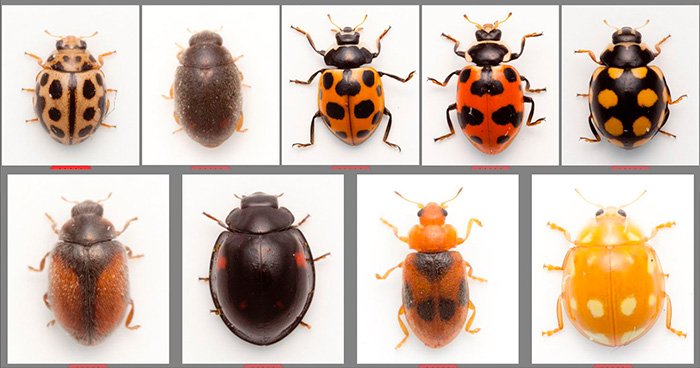 KarjalainenSami's tweet photo. Some #ladybirds from Estonia. #Nephus bisignatus, new to Estonia.
Viron-leppisretken tuloksia (osa lajeista). Normilajistoa pääosin, mutta joukossa yksi Virolle (ja minulle) uusi laji, Nephus bisignatus (pituus 1,5 mm, kuvassa ylärivissä toinen vasemmalta). #Coccinellidae https://t.co/jyEpatUWAI