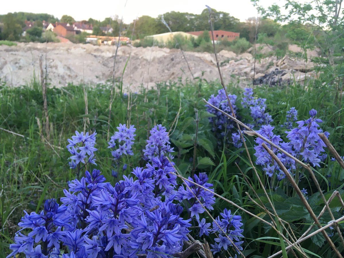 MattThomson42's tweet photo. A host of Spanish bluebells on my favourite long-term #brownfield site.
Quick! Build more houses here before these things spread into the #Chilterns. #BigBluebellWatch https://t.co/xqRgQ94Ns9