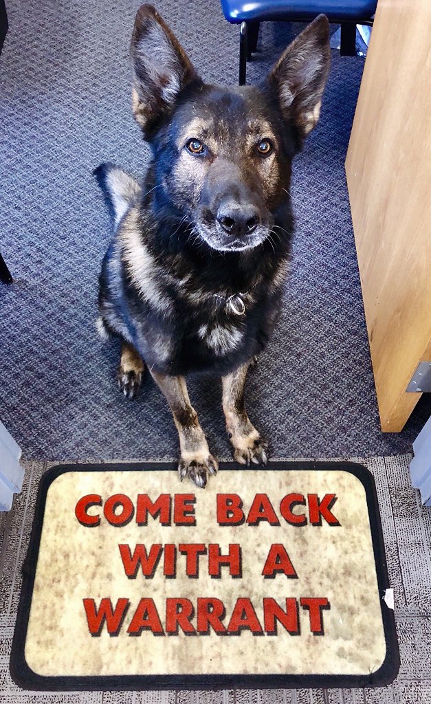 Hey You! Yeah You! I’m #K9Lor and it’s #5000ByFriday. Well, what are you waiting for?

 GO FOLLOW MY DAD👮🏻‍♂️👮🏻‍♂️🐾🐾

👉🏼 @Craigmyle_Lor 👈🏼

RT when done. 

#OrIComeBackWithTheWarrant

<a href="/LivePdFantasyLG/">PascoK9Fans</a> @LivePdBlueLine @LadiesOfLivePD <a href="/Sgt_LarkinsGang/">#𝐋𝐚𝐫𝐤𝐢𝐧𝐬𝐆𝐚𝐧𝐠</a> <a href="/EstesEntourage/">#EstesEntourage</a>
