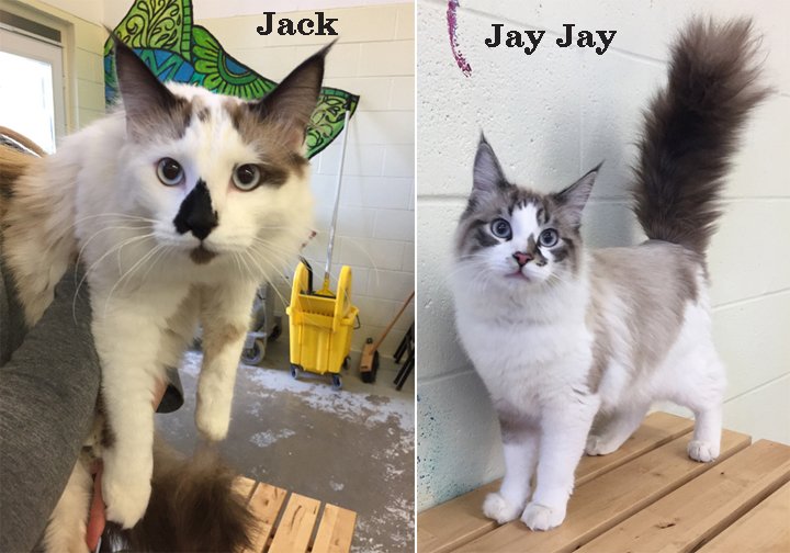 FMSPCA's tweet photo. Jack and Jay Jay are an adorable and affectionate #bonded pair who love to do everything together #ymm! They love to spend their time playing and cuddling and are looking for a loving #foreverhome for the two of them. Come meet them or read more here: https://t.co/taPXgnArzh https://t.co/WJSDssigOu