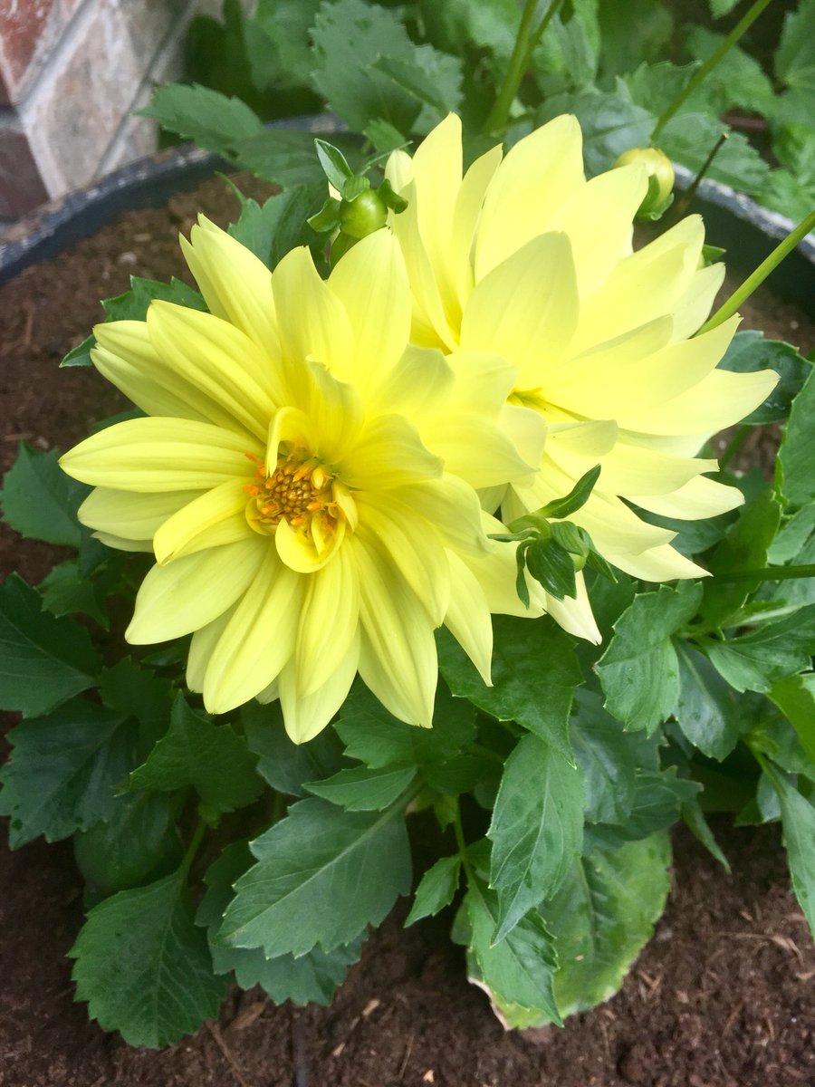 JoanieX2's tweet photo. Hope you guys have a good Thurs. This is for you!🌼😊#weekendisaroundthecorner https://t.co/pIaIykeQsJ