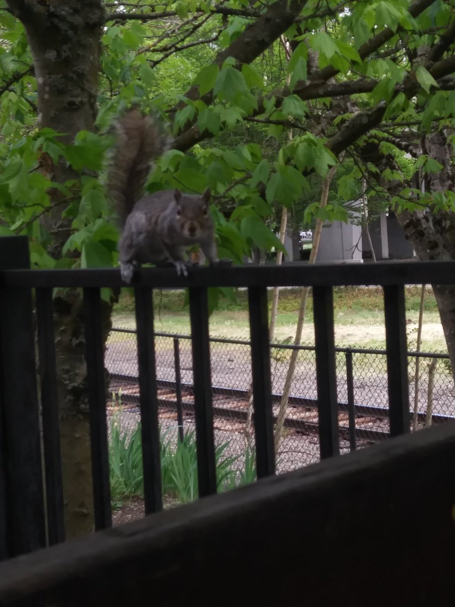 Mit_Bit's tweet image. A random park squirrel approached my son and me while eating lunch the other day. Clearly, he is not as well maintained as your "kept" squirrels 😃
@viewfrommyoffic