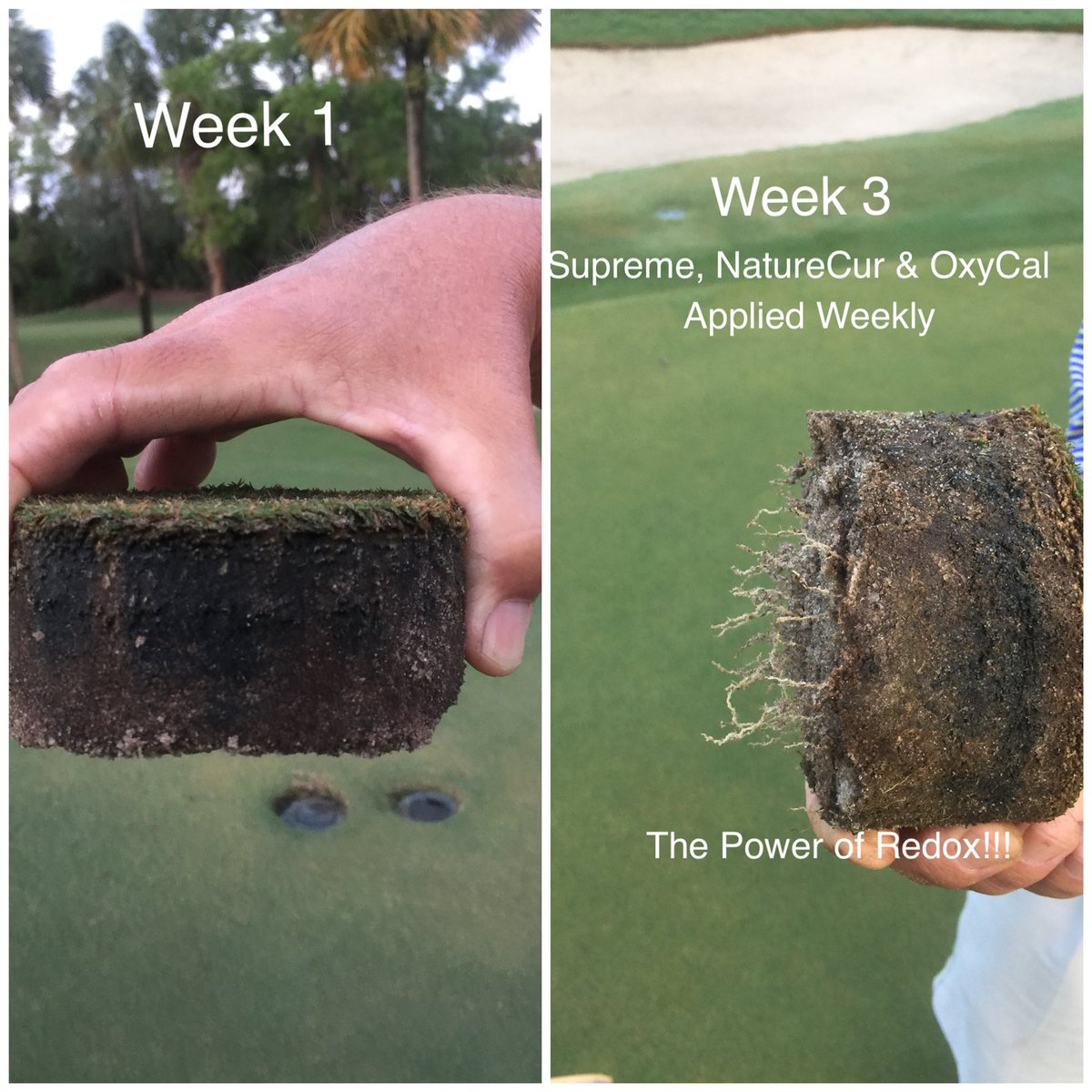 South Florida golf course with heavy black layer and environmental stress. Applied 1gal/acre Supreme, 3lbs/acre OxyCal &amp; 1gal/acre NatureCur weekly for 3 weeks. #gamechanger #growingstrongerturf