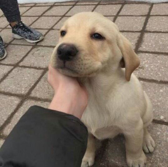faunusdog's tweet photo. Cuando das algo bueno, recibes algo bueno. https://t.co/YXOfjzHyZi