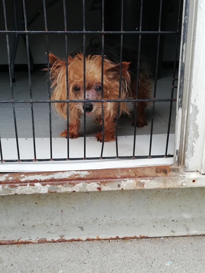 SosAbuelos1's tweet photo. PITIN (12 AÑOS) MALAGA 
Sabemos que lo han dejado en mitad del monte, seguro que para que se busque la vida... 🤬
Ahora necesita un acogimiento, alguien que tenga un huequito chico en su casa y en su corazón
acogidas@protectoramalaga.com
https://t.co/ObTjAglqht https://t.co/MKAHlV1wsA
