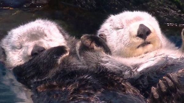 珍しい動物達 בטוויטר ラッコの睡眠 ラッコは寝る時は水面で寝ます 野生のラッコ は流されないように自分の体に昆布を巻いて寝ますが 水族館にいるラッコは昆布がないため 他のラッコ仲間やパートナー 夫や嫁 と手を繋いで寝ます
