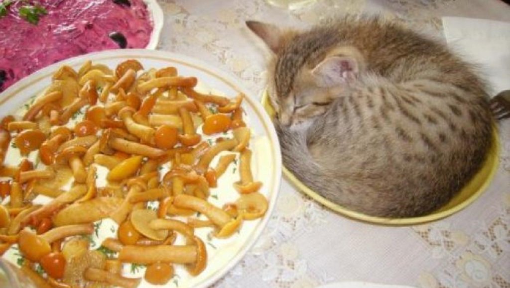 Хочется есть но не знаю что. Кот в сметане. Кот с селедкой. Кот объевшийся сметаны. Кот на диете.