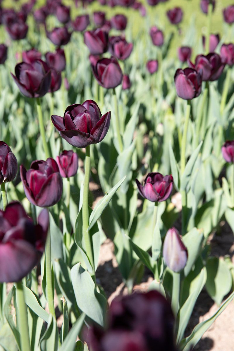 Flowers in the window christiansalis.ch/?p=572