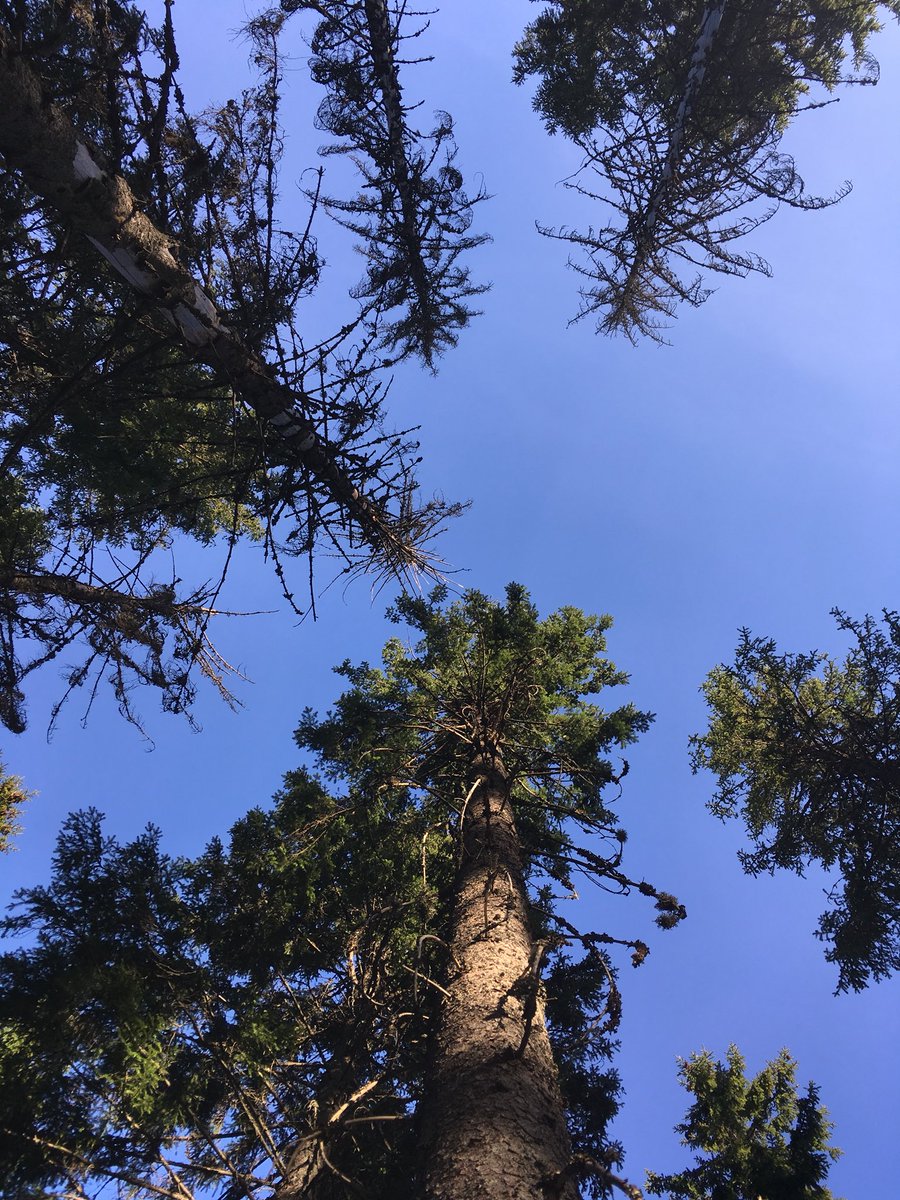 ForestHealthGr's tweet photo. Monitoring #ipstypographus damage in Southern #Finland. It seems that population density in damage spots has been at the same level since 2014. #fhg #forest #reseach #insectpest https://t.co/hPTRAqwleS
