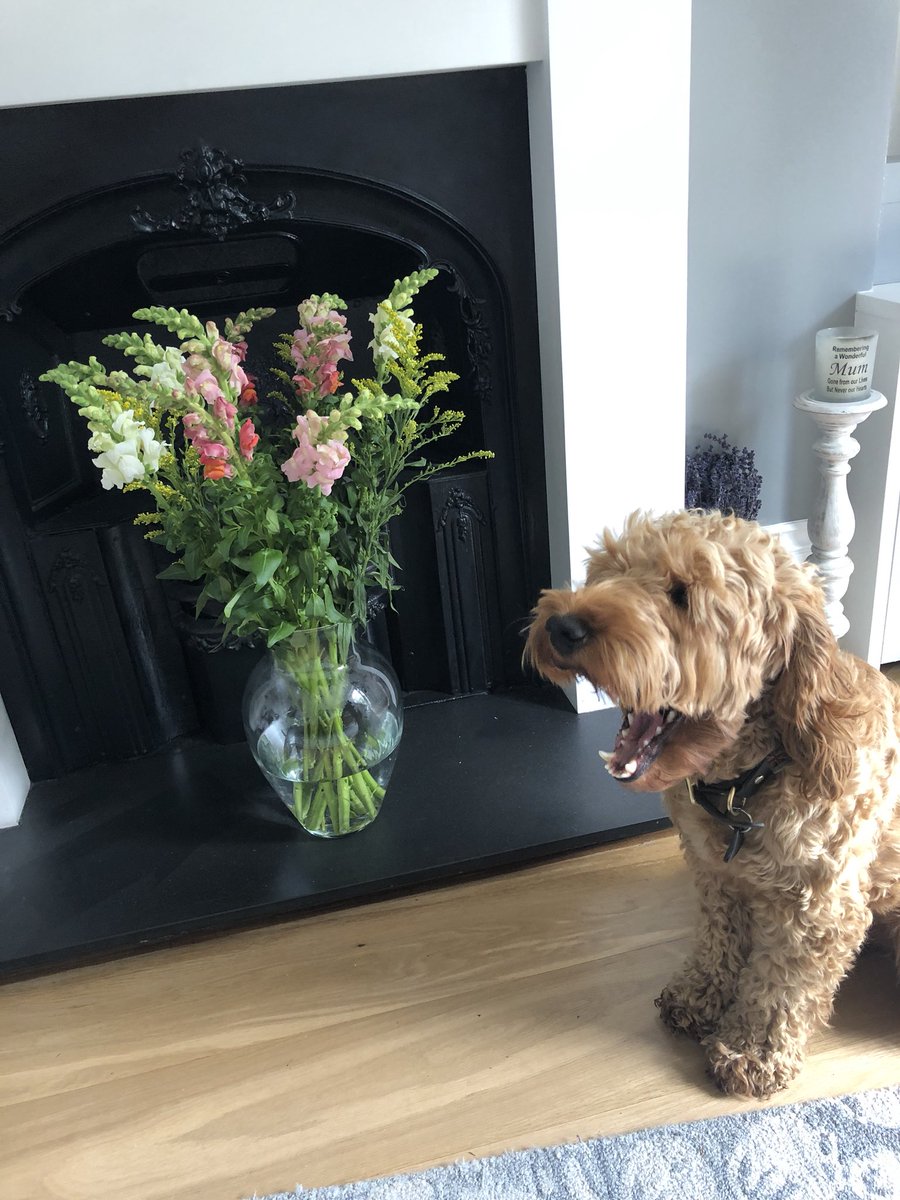 Helen Looker tweet media