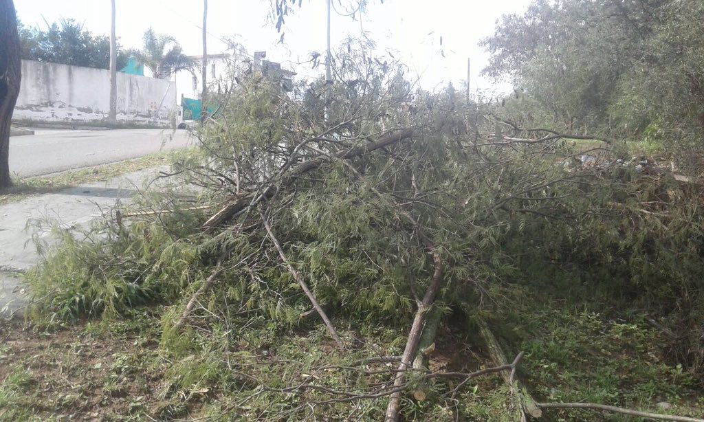 cpccolonmunicba's tweet photo. Se realiza la recolección de poda y basura en Av. Ramon Mestre Sur https://t.co/LyaRPQNYOn