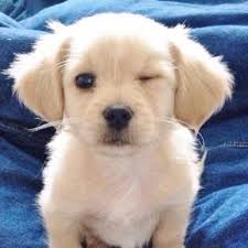 Animaute (@anim_hote) on Twitter photo 