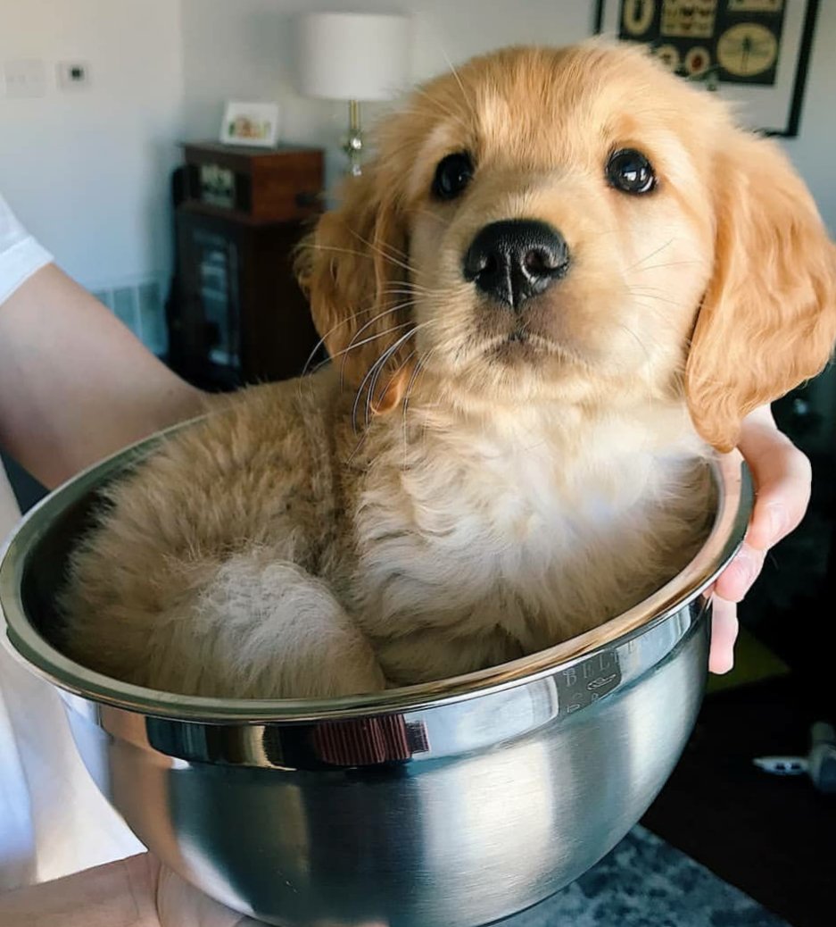 DogTrainNation's tweet photo. Puppy bowl #ThursdayThoughts https://t.co/QqcgaAgto0