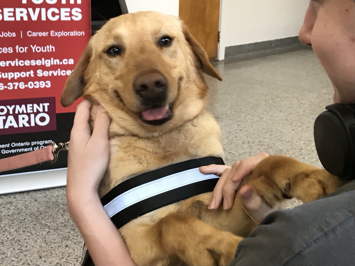 WestElginSS's tweet photo. It’s a tough life, that of a therapy dog. Thank you to Mrs. Raven, Mrs. Smith, and the folks from https://t.co/5asI66obOx for helping us with our #MentalHealthAwarenessMonth #includedatWESS https://t.co/DyD8kgEFRn