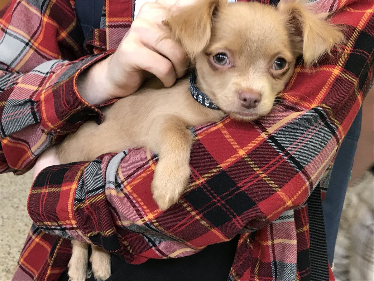 WestElginSS's tweet photo. It’s a tough life, that of a therapy dog. Thank you to Mrs. Raven, Mrs. Smith, and the folks from https://t.co/5asI66obOx for helping us with our #MentalHealthAwarenessMonth #includedatWESS https://t.co/DyD8kgEFRn