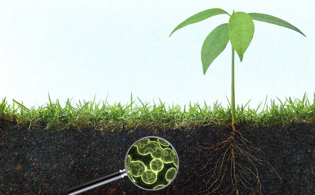 KleanTerpenes's tweet photo. https://t.co/rrp7cZ3ba5 #PlantNutrition #PlantNutrients #SoilQuality #Nitrogen #Microbes #MicrobialFertilizer #OrganicGrowing #BioMass #Spores #Soil #Fertilizer #Plant #Crop #Organic #Soilconditioner #Plants #Farm #Farmer https://t.co/cilITISBEa