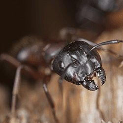 ActionPest's tweet photo. If carpenter ants are eating you out of house and home (literally), protect your home with these tips! #CarpenterAnts #HomeDamage https://t.co/mZioLX2Fvm https://t.co/sTz05nHsZI