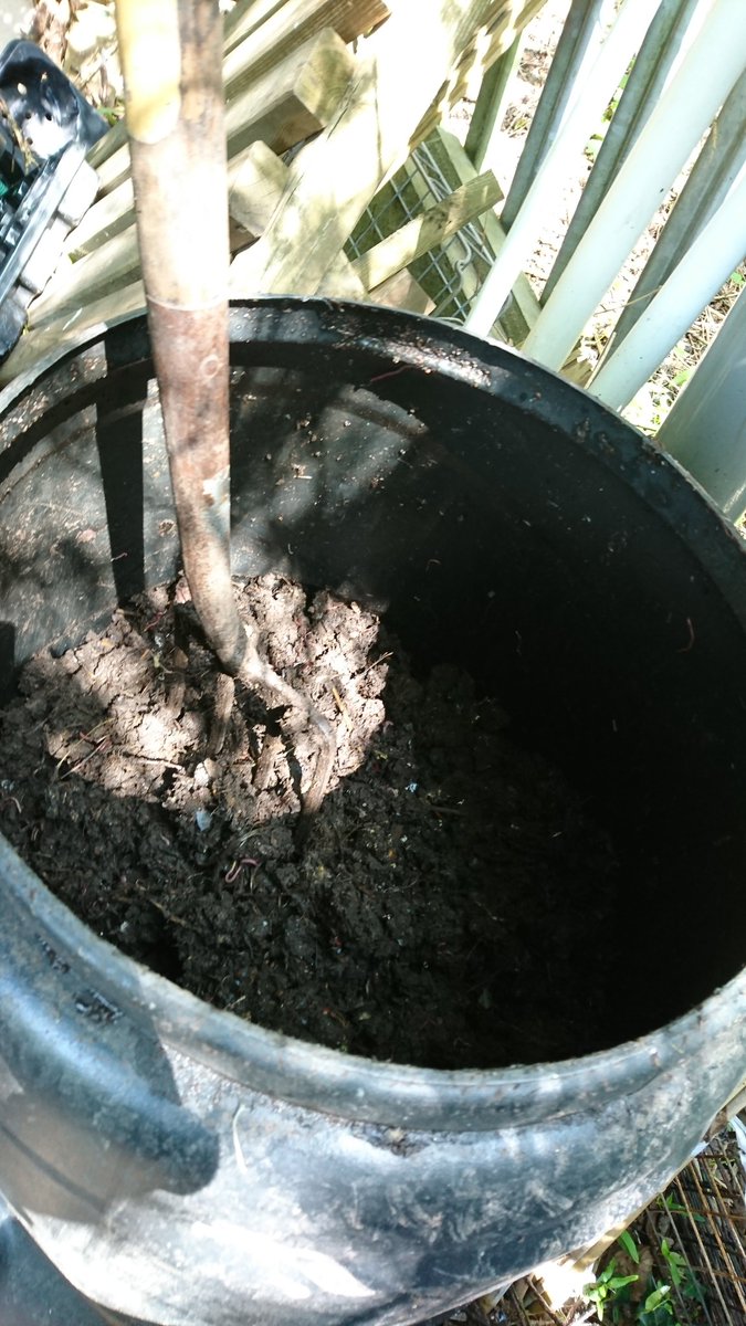 ecoveganmum's tweet photo. Love seeing compost go from scraps to something so rich in nutrients! #compostawarenessweek #composting #plantbased #makefoodnotwaste #Vegan #greenliving #eco @LetsGrowToBham @StirchleyGarden @CompostNow @CleanAndGreenEs https://t.co/IvS7yzLJcB