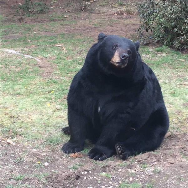 hoaxeye's tweet image. 😂 it’s not that large