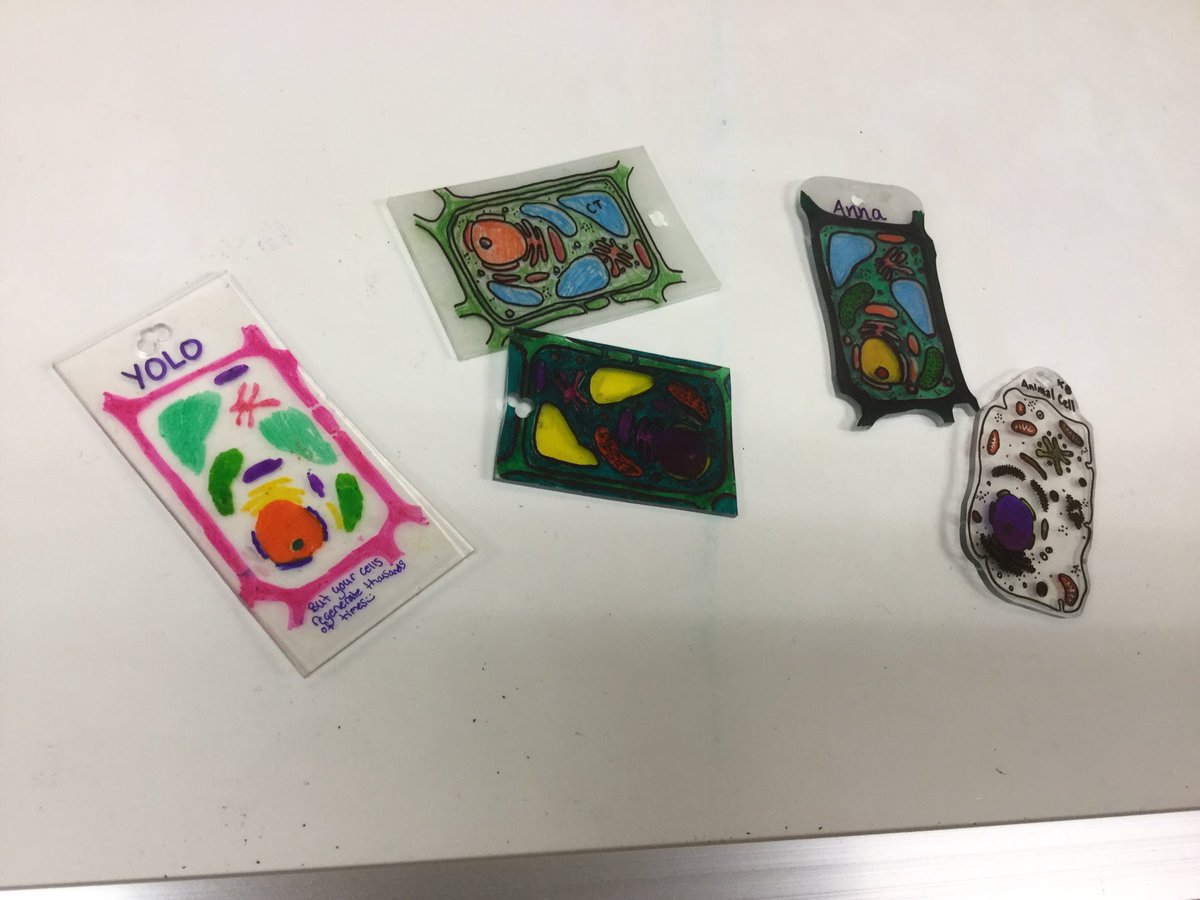 mrsgibson80's tweet photo. The annual “Shrinky Dink Cell” experience. #NASDlearns #funreviewingcells #biolove https://t.co/byboTYP4nB