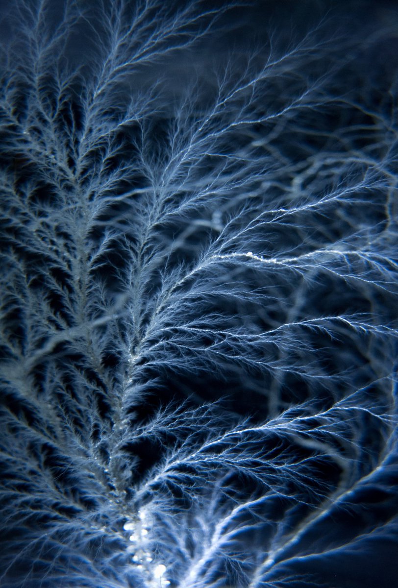 cancerphysicist's tweet photo. I keep a couple of funny looking pieces of plexiglass on the shelf in my office. Today, somebody once again asked me about them. I generally tell people that this is what #medphys do with the linear accelerators when nobody is looking ... #electrontree #lichtenberg https://t.co/QZt0m7efny