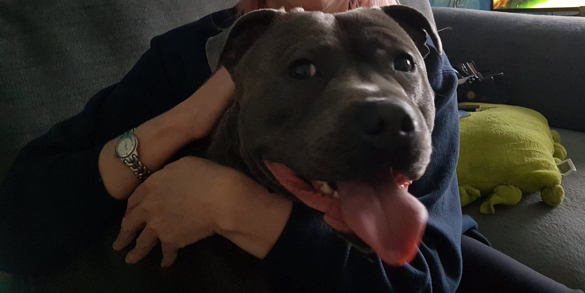 Big smiles!! #DogsofTwitter #dogsarelove #dogsarejoy #Staffie #Staffy #staffordshirebullterriers #Dogs