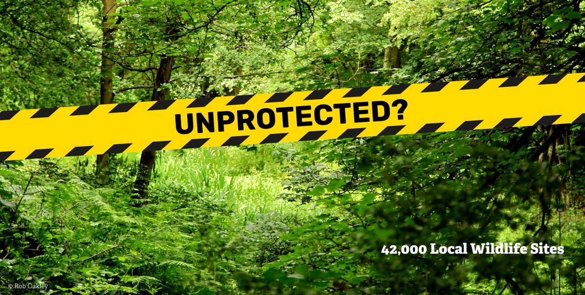 WildlifeTrusts's tweet image. The Government's consultation on new planning policy closes at 11.45pm tonight. More than 23,000 people have sent a message to ask for protection for Local Wildlife Sites to be reinstated. You can too: wtru.st/saveLWS  #UnprotectedSites